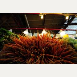 ayumilog | Vancouver | グランビルアイランド | 人参の山!!カナダの人参は細めのが多いですね。 ayumilog | Vancouver | グランビルアイランド | 人参の山!!カナダの人参は細めのが多いですね。