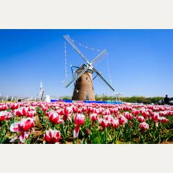 ayumilog | Chiba | 佐倉チューリップフェスタ | 佐倉ふるさと広場へ ayumilog | Chiba | 佐倉チューリップフェスタ | 佐倉ふるさと広場へ