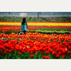 ayumilog | Chiba | 佐倉チューリップフェスタ | 約60万本の彩り豊かなチューリップ! ayumilog | Chiba | 佐倉チューリップフェスタ | 約60万本の彩り豊かなチューリップ!