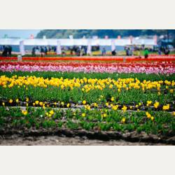 ayumilog | Chiba | 佐倉チューリップフェスタ | 美しいの一言。 ayumilog | Chiba | 佐倉チューリップフェスタ | 美しいの一言。