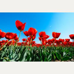 ayumilog | Chiba | 佐倉チューリップフェスタ | ayumilog | Chiba | 佐倉チューリップフェスタ |