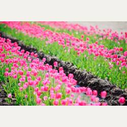 ayumilog | Chiba | 佐倉チューリップフェスタ | ayumilog | Chiba | 佐倉チューリップフェスタ |