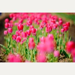 ayumilog | Chiba | 佐倉チューリップフェスタ | 自ずと気持ちも元気になります。 ayumilog | Chiba | 佐倉チューリップフェスタ | 自ずと気持ちも元気になります。