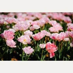 ayumilog | Chiba | 佐倉チューリップフェスタ | ayumilog | Chiba | 佐倉チューリップフェスタ |