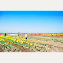 ayumilog | Chiba | 佐倉チューリップフェスタ | みなさんにもおすすめ! ayumilog | Chiba | 佐倉チューリップフェスタ | みなさんにもおすすめ!