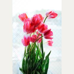 ayumilog | Chiba | 佐倉チューリップフェスタ | 10本のチューリップを購入し、部屋に飾りました。良い思い出になりました。 ayumilog | Chiba | 佐倉チューリップフェスタ | 10本のチューリップを購入し、部屋に飾りました。良い思い出になりました。